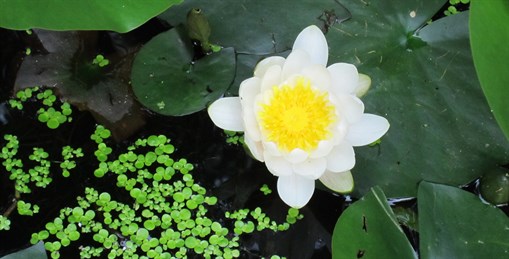 lotus in Sterksel