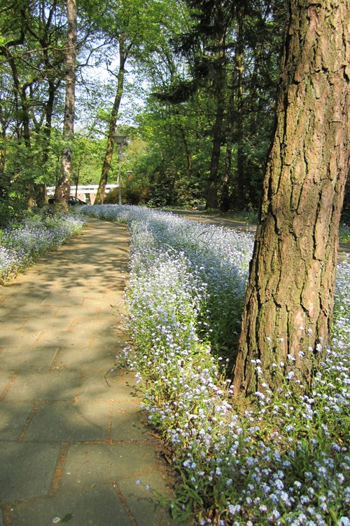 Entrance Ashram With Flowers Vergeet Me Nietjes