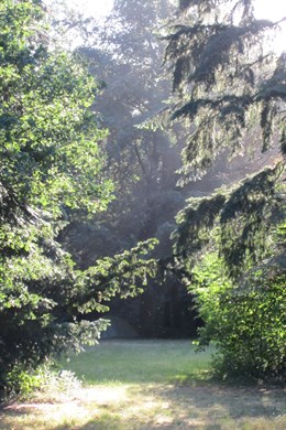 Garden With Sun